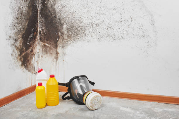 Best Attic Mold Remediation in North Laurel, MD