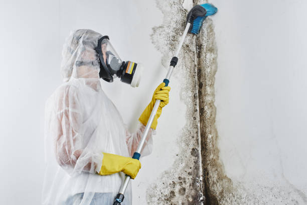 Best White Mold Remediation in North Laurel, MD