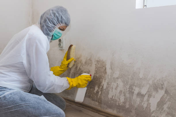 Professional Mold Remediation in North Laurel, MD