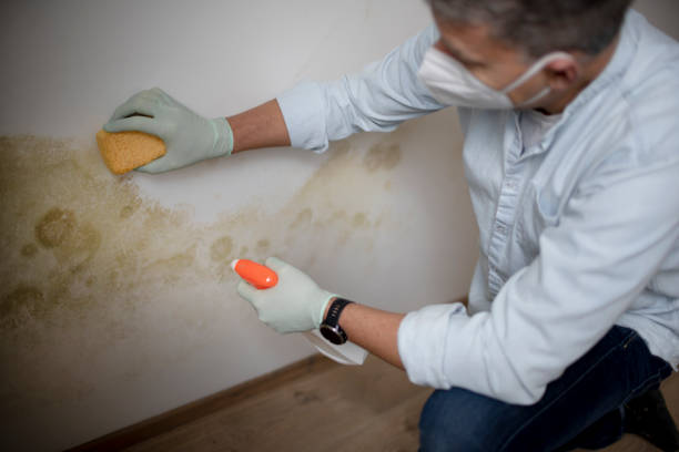 Best White Mold Remediation in North Laurel, MD