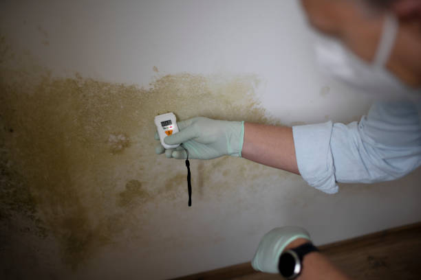 Best Black Mold Remediation in North Laurel, MD