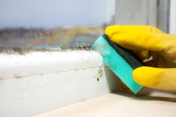 Best Post-Flood Mold Remediation in North Laurel, MD