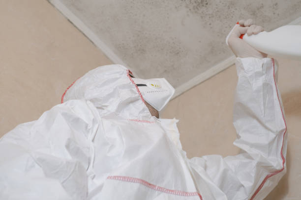 Best Insurance-Related Mold Remediation in North Laurel, MD