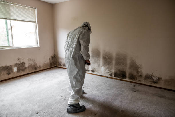 Best Basement Mold Remediation in North Laurel, MD