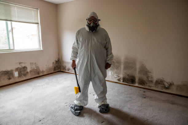 Best Residential Mold Remediation in North Laurel, MD