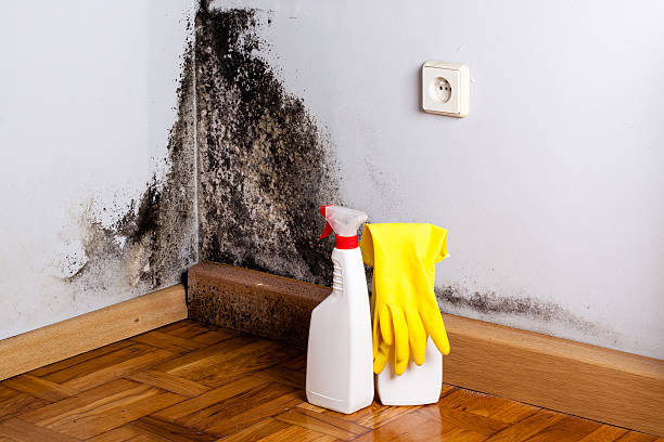 Best Mold Testing and Inspection Services in North Laurel, MD