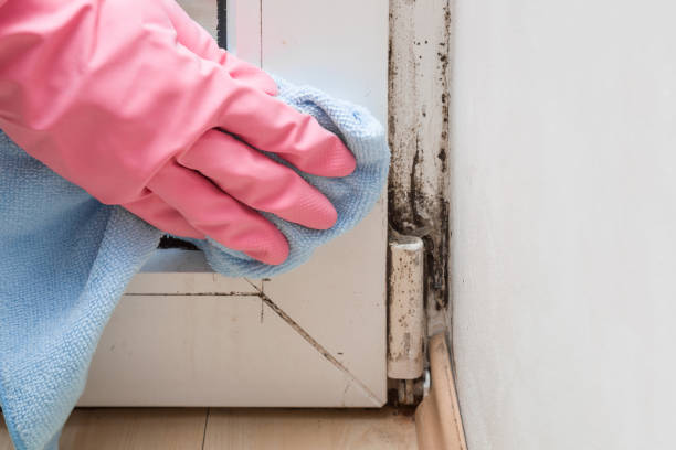 Best Commercial Mold Remediation in North Laurel, MD