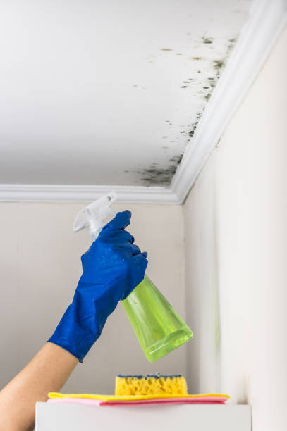 Best Insurance-Related Mold Remediation in North Laurel, MD