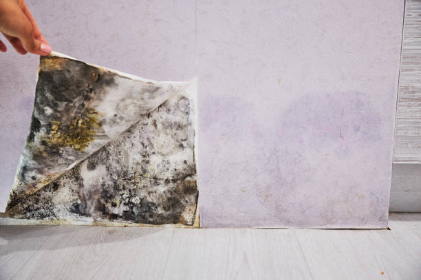 Trusted North Laurel, MD Mold Remediation Experts